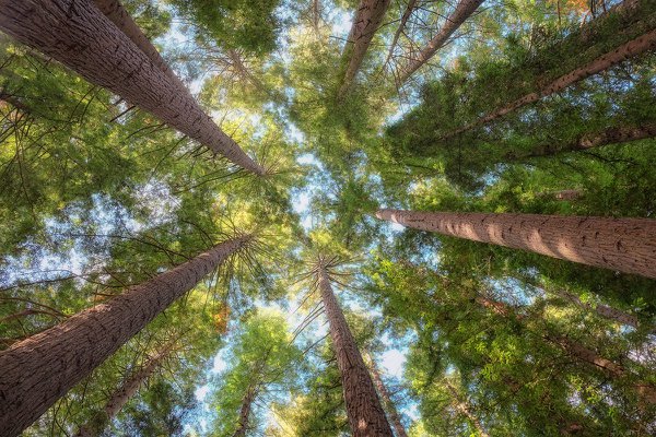 RT06 - Reach for the sun - Whakarewarewa Forest, Bay of Plenty.jpg